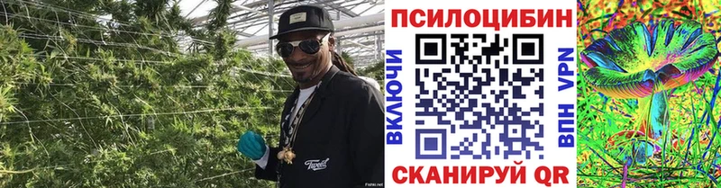 Псилоцибиновые грибы Psilocybine cubensis  Белёв 